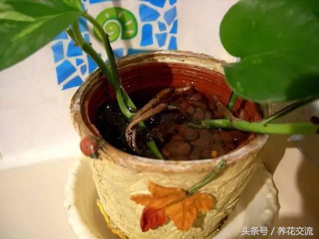 土培绿萝怎么养才能不黄叶茂盛,绿萝的养殖方法和注意事项土培