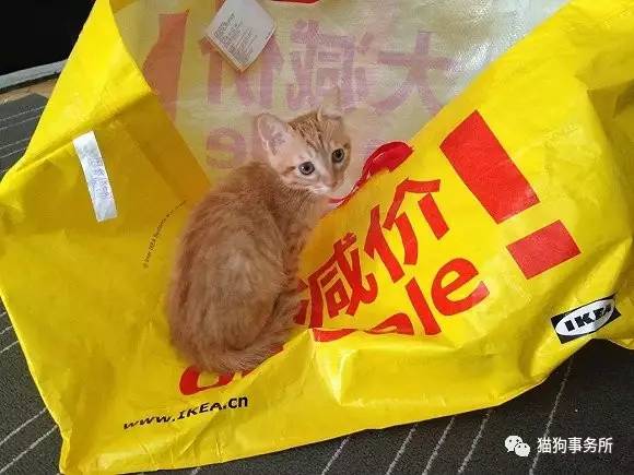 为什么猫可以让一个人的心情变好,猫能使人成熟的从来不是岁月