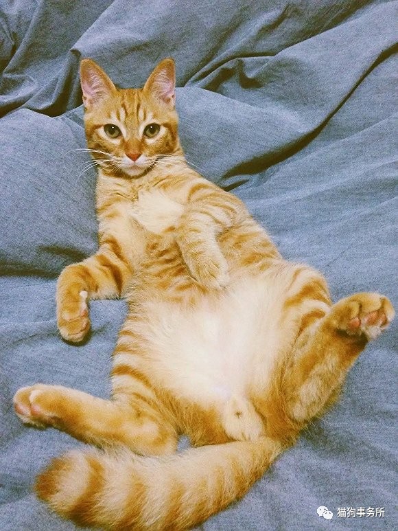 为什么猫可以让一个人的心情变好,猫能使人成熟的从来不是岁月