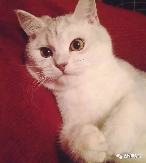 为什么猫可以让一个人的心情变好,猫能使人成熟的从来不是岁月