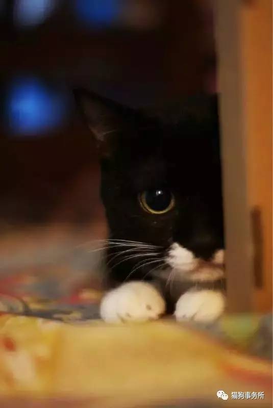 为什么猫可以让一个人的心情变好,猫能使人成熟的从来不是岁月