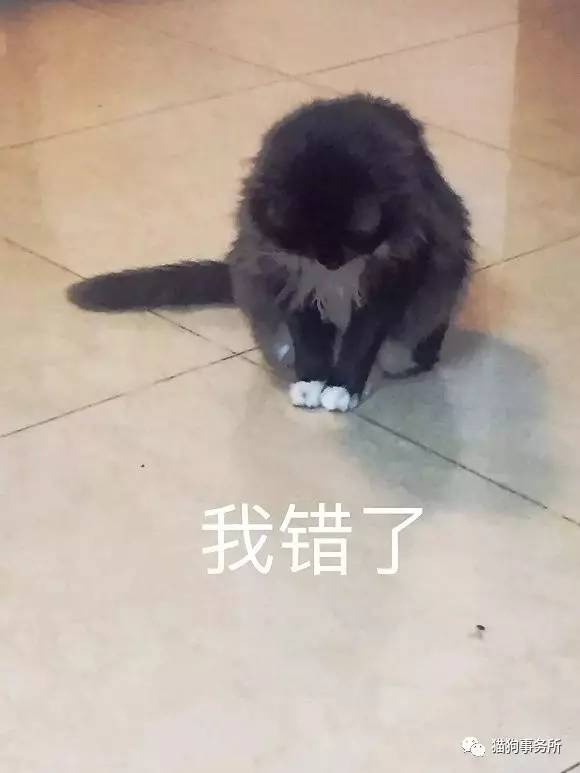 为什么猫可以让一个人的心情变好,猫能使人成熟的从来不是岁月