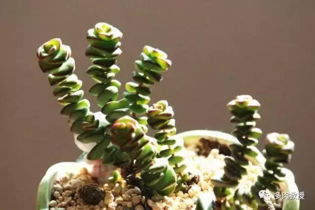 6种名字充满趣味性的多肉,推荐八种高颜值多肉好看又好养