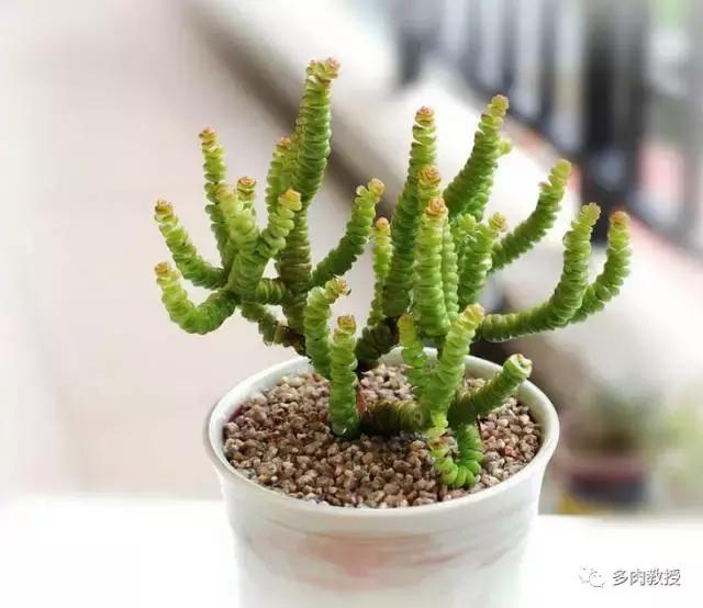 6种名字充满趣味性的多肉,推荐八种高颜值多肉好看又好养