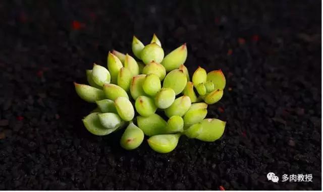 6种名字充满趣味性的多肉,推荐八种高颜值多肉好看又好养