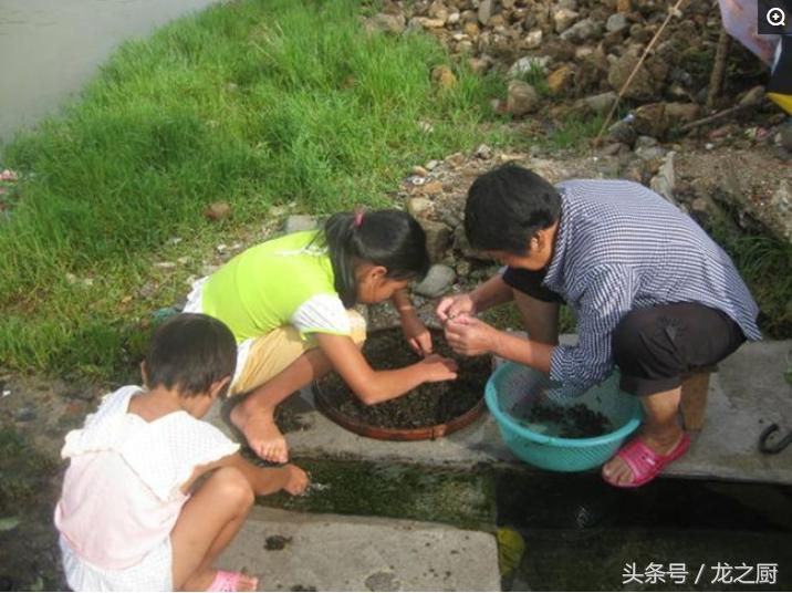 农村草地中的“雷公屎”一斤可卖到15元纯野生有钱都卖不到