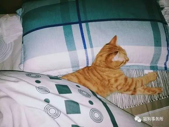 为什么猫可以让一个人的心情变好,猫能使人成熟的从来不是岁月