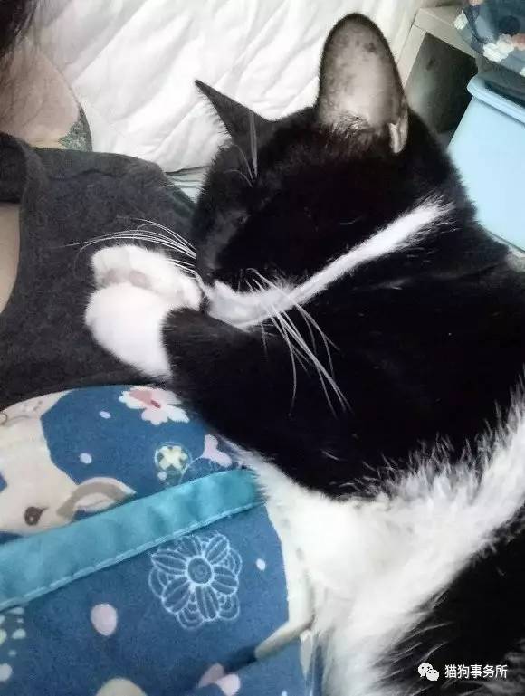 为什么猫可以让一个人的心情变好,猫能使人成熟的从来不是岁月