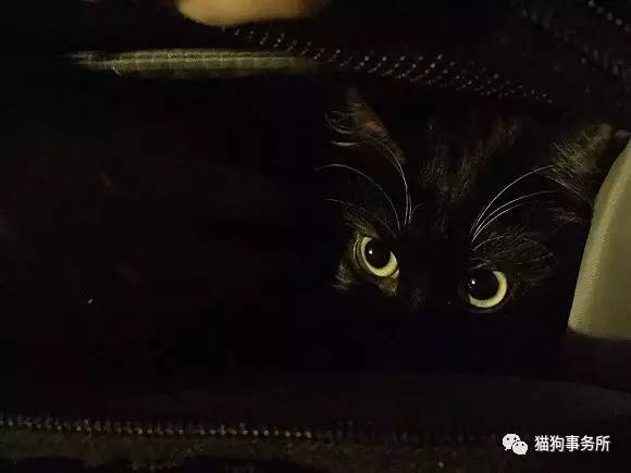 为什么猫可以让一个人的心情变好,猫能使人成熟的从来不是岁月