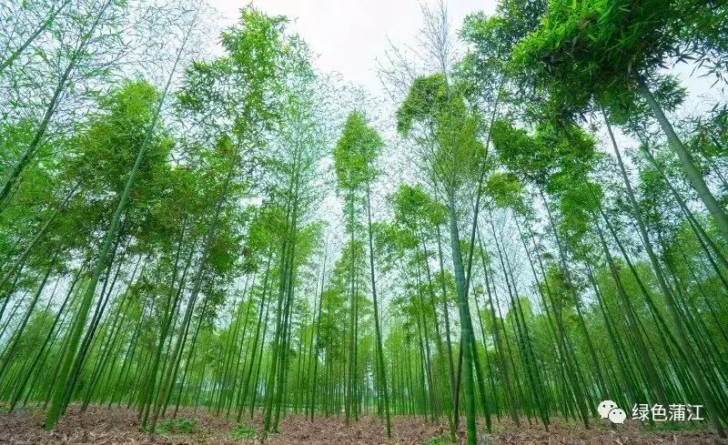 制陶、染布、品美食，6月24—25日，来成都仁和春天感受明月村的诗意生活