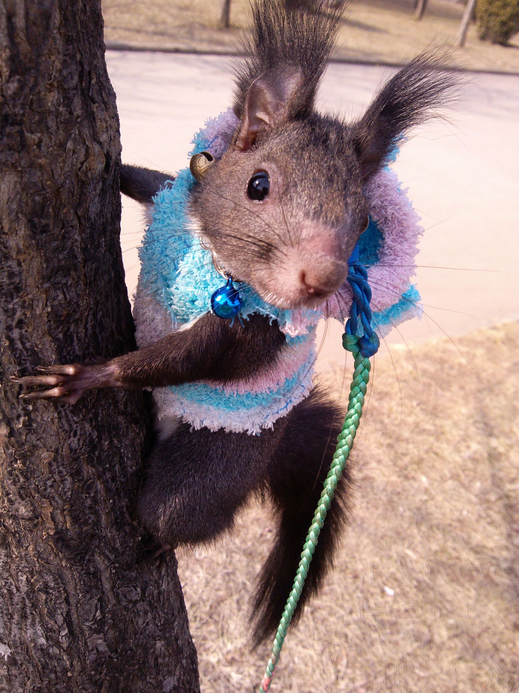 大魔王松鼠怎么驯服,松鼠魔王怎么饲养