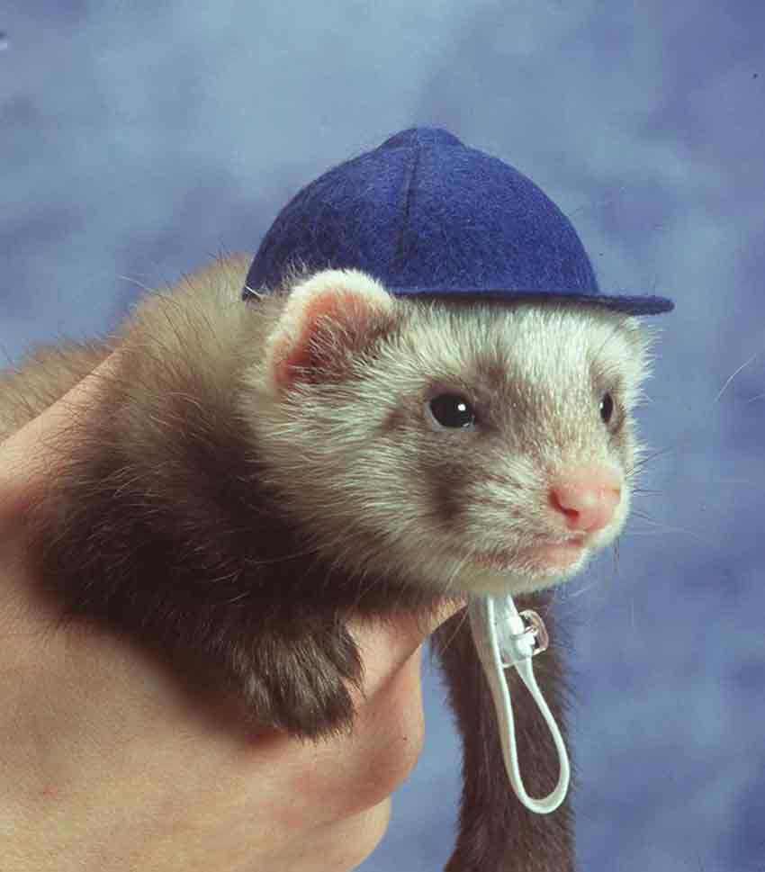 萌萌哒宠物貂,宠物貂怎么养好看又便宜