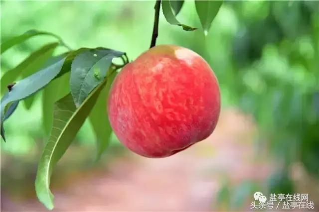 林农奇骏农业这里的桃子吃起来就像小时候的味道，忘不了……