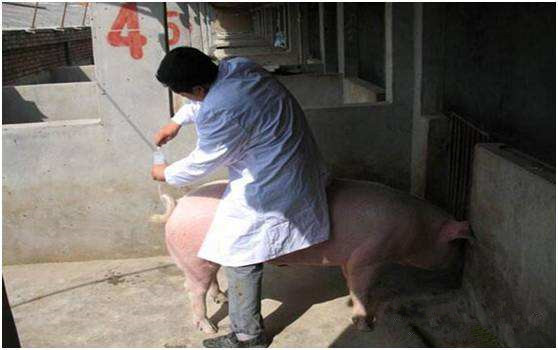 养猪人要注意公猪和母猪,养猪人工授精优缺点