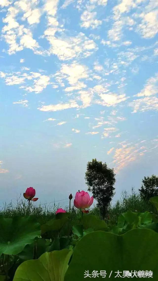 淮阳龙湖风景区荷花节,淮阳龙湖风景区荷花盛开时期