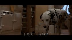 盘点狗狗的演技到达巅峰,泪目这只狗狗的演技也太好了吧