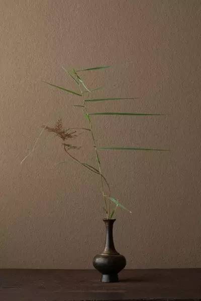 开到荼蘼花事了|川濑敏郎《一日一花》