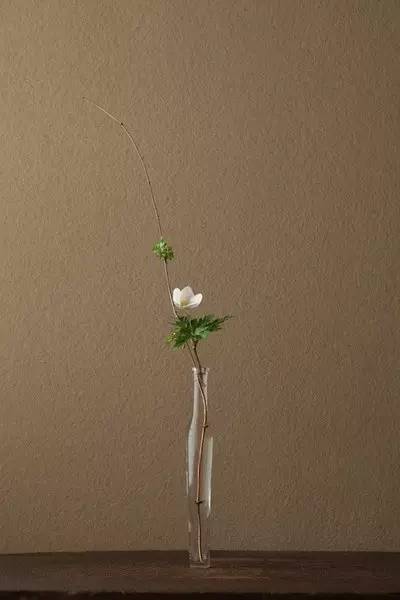 开到荼蘼花事了|川濑敏郎《一日一花》