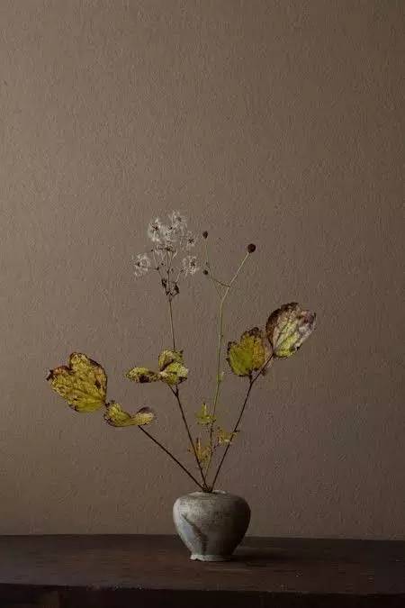 开到荼蘼花事了|川濑敏郎《一日一花》