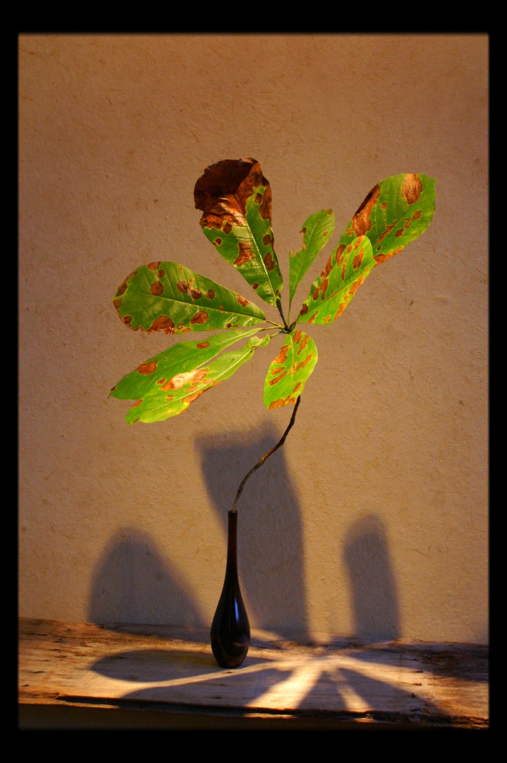 开到荼蘼花事了|川濑敏郎《一日一花》