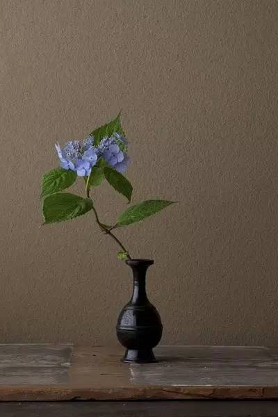 开到荼蘼花事了|川濑敏郎《一日一花》