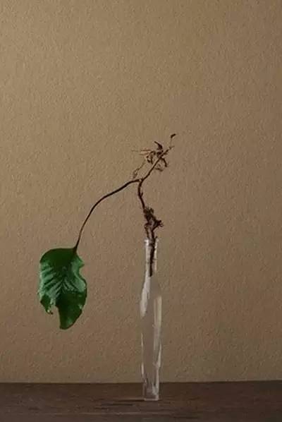 开到荼蘼花事了|川濑敏郎《一日一花》