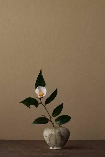 开到荼蘼花事了|川濑敏郎《一日一花》