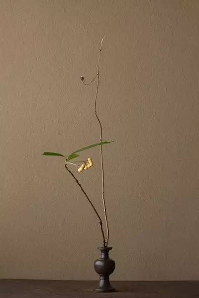 开到荼蘼花事了|川濑敏郎《一日一花》