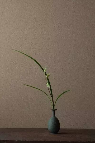 开到荼蘼花事了|川濑敏郎《一日一花》