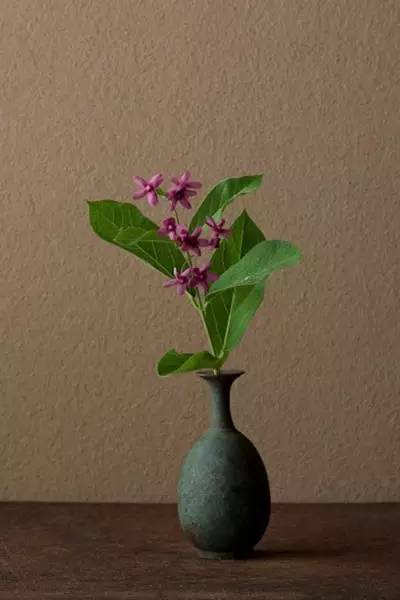 开到荼蘼花事了|川濑敏郎《一日一花》