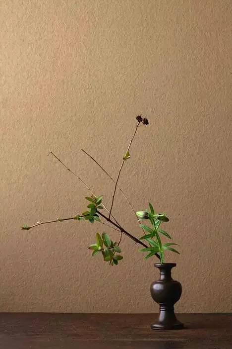 开到荼蘼花事了|川濑敏郎《一日一花》