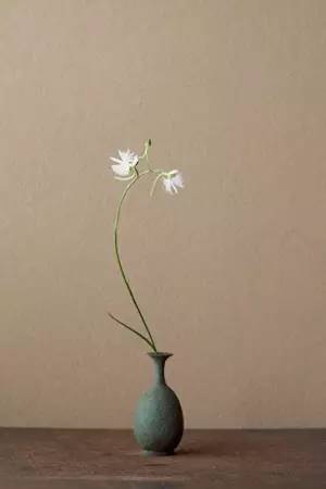 开到荼蘼花事了|川濑敏郎《一日一花》