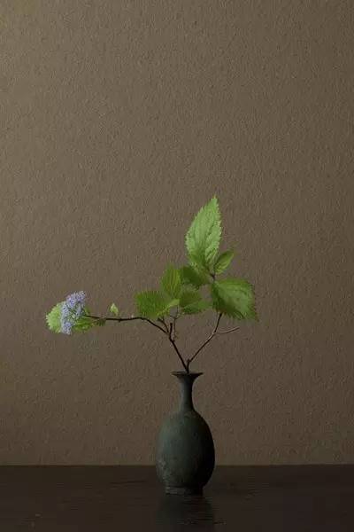 开到荼蘼花事了|川濑敏郎《一日一花》