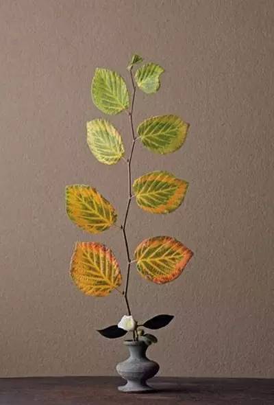 开到荼蘼花事了|川濑敏郎《一日一花》