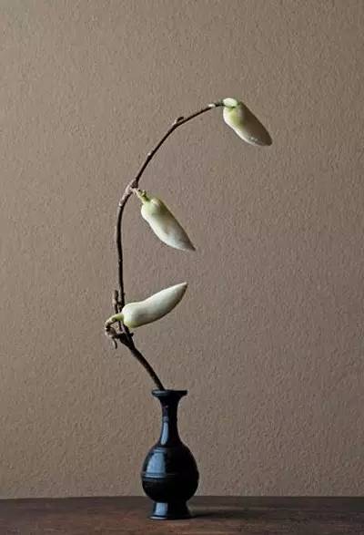 开到荼蘼花事了|川濑敏郎《一日一花》