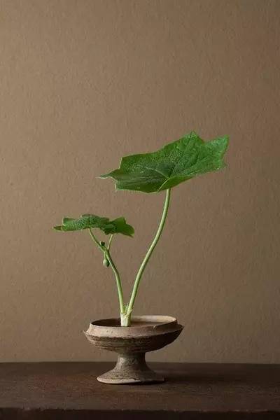 开到荼蘼花事了|川濑敏郎《一日一花》