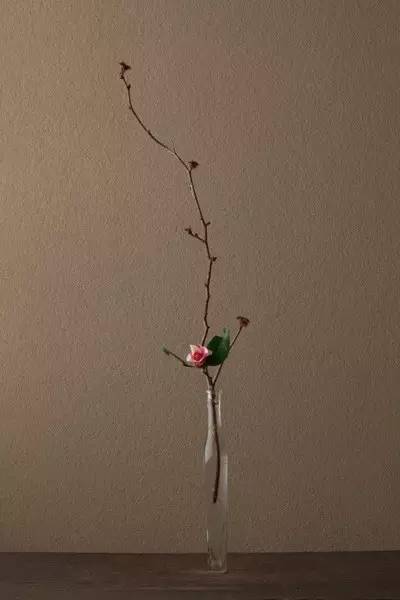 开到荼蘼花事了|川濑敏郎《一日一花》