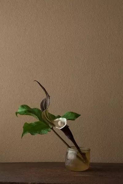 开到荼蘼花事了|川濑敏郎《一日一花》