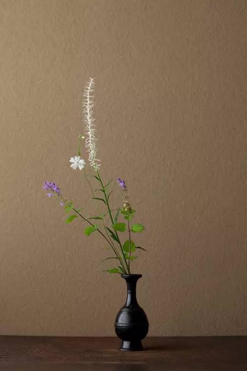 开到荼蘼花事了|川濑敏郎《一日一花》