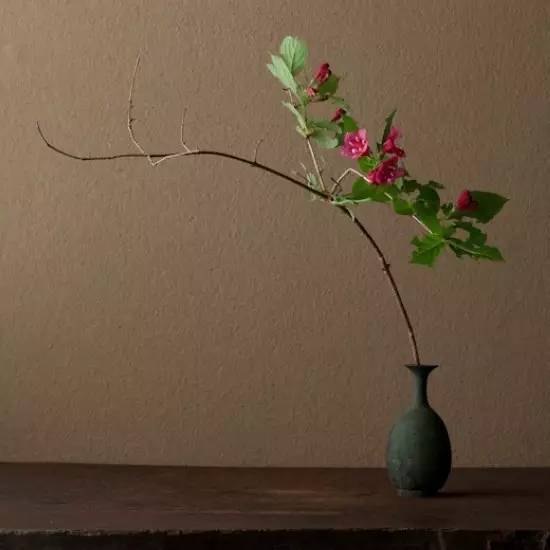 开到荼蘼花事了|川濑敏郎《一日一花》