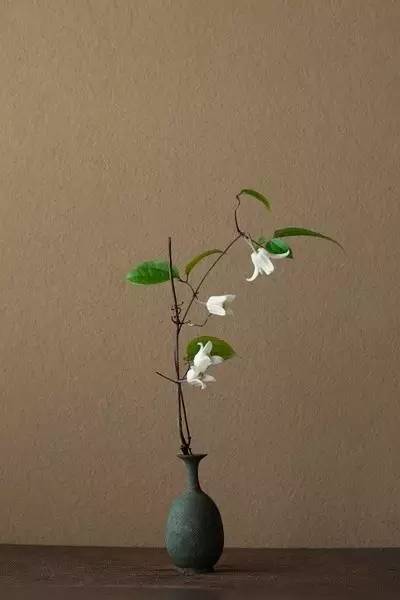 开到荼蘼花事了|川濑敏郎《一日一花》