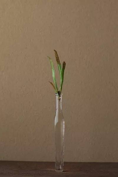 开到荼蘼花事了|川濑敏郎《一日一花》