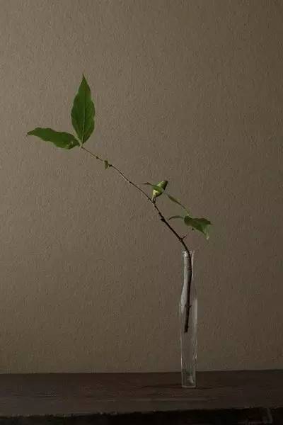 开到荼蘼花事了|川濑敏郎《一日一花》