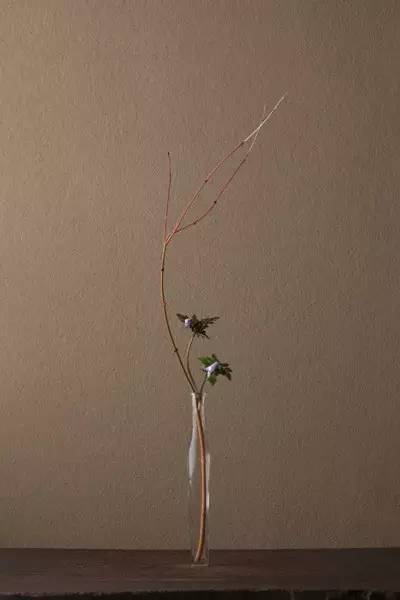 开到荼蘼花事了|川濑敏郎《一日一花》