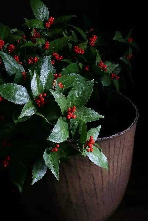 开到荼蘼花事了|川濑敏郎《一日一花》