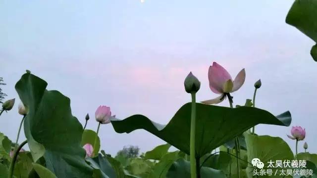 淮阳龙湖风景区荷花节,淮阳龙湖风景区荷花盛开时期