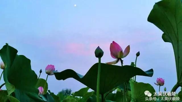 淮阳龙湖风景区荷花节,淮阳龙湖风景区荷花盛开时期