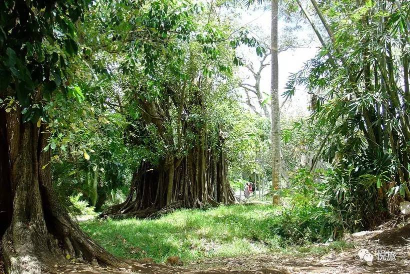 毛里求斯免签,毛里求斯在中国免签停留时间