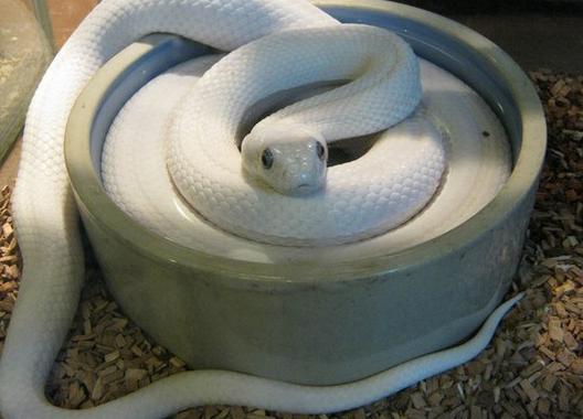 他好心救得一白蛇，白蛇为他送葬并守坟