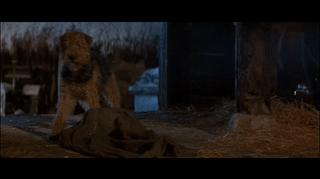 盘点狗狗的演技到达巅峰,泪目这只狗狗的演技也太好了吧